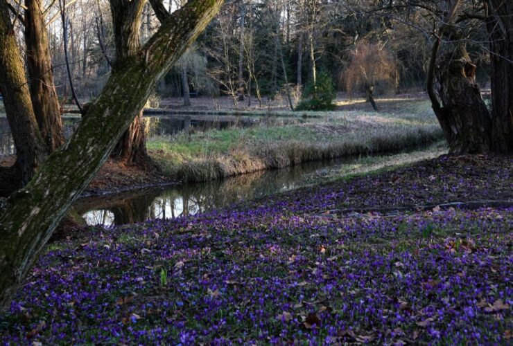 9 álomszép krókuszmező, ahol megcsodálhatjuk a lila virágtengert