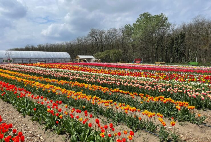 Tulipánok százezrei várják a szüretelőket a Duna és a Tisza ölelte virágoskertben