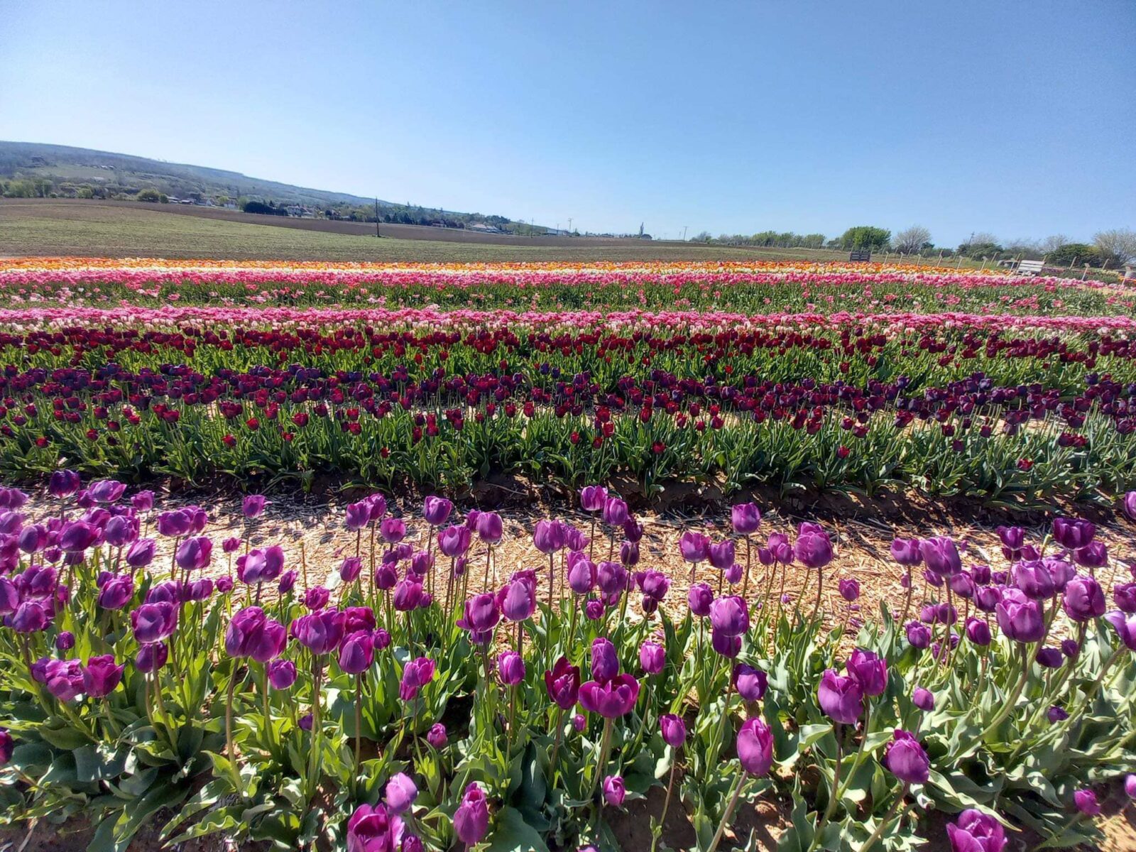 10 lenyűgöző tulipánkert hazánkban, ahol színpompás tulipánokat szüretelhetünk