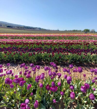 10 lenyűgöző tulipánkert hazánkban, ahol színpompás tulipánokat szüretelhetünk
